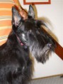 /album/liebhabe-hunde/scottie-jpg1/