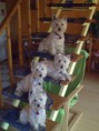 /album/liebhabe-hunde/westies-jpg/